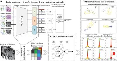 Classification of tumor from computed tomography images: A brain-inspired multisource transfer learning under probability distribution adaptation